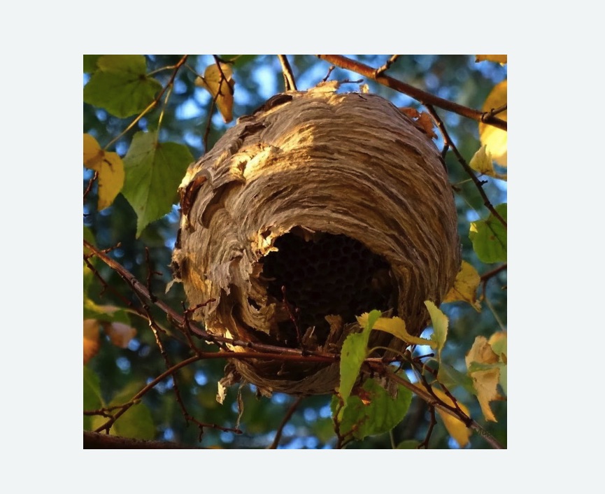 Обработка от шершней в Русско-Высоцком