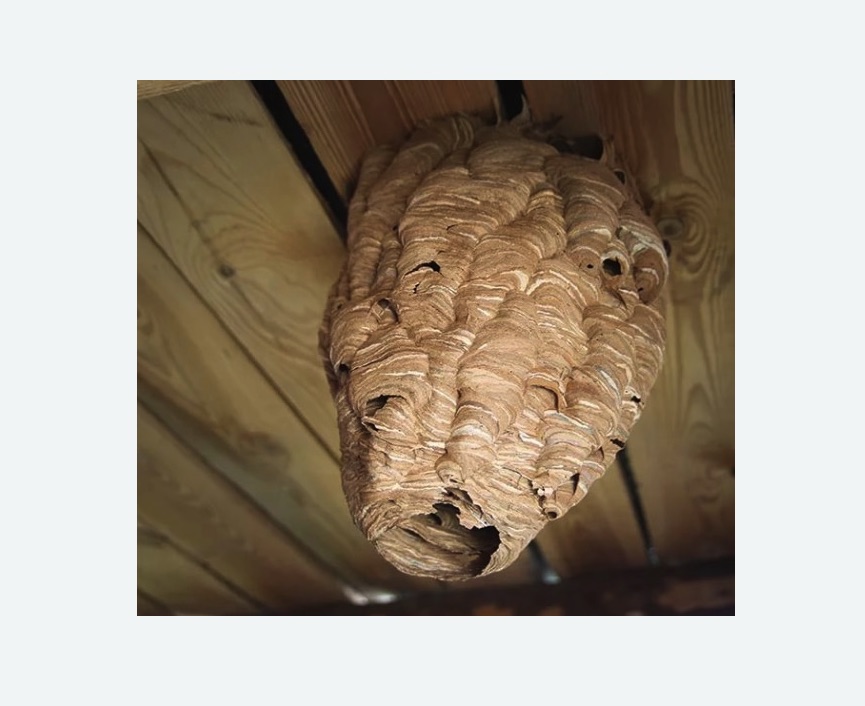 обработка от шершней в Русско-Высоцком