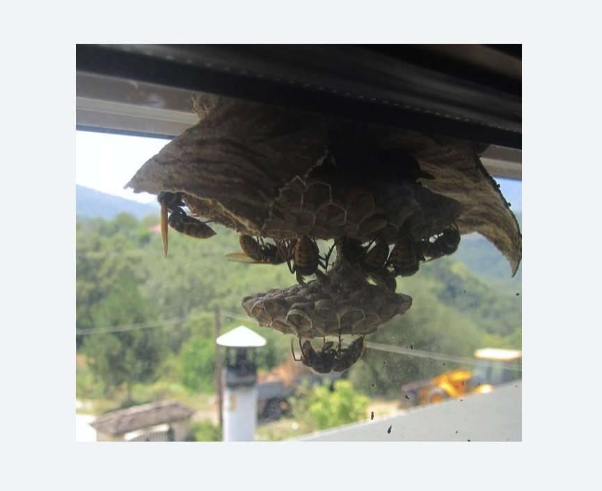 Уничтожение гнёзд шершней в Русско-Высоцком