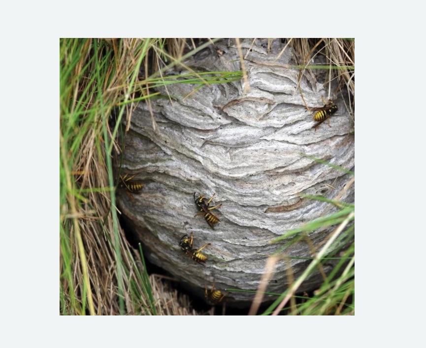 Уничтожение ос и ульев в Русско-Высоцком