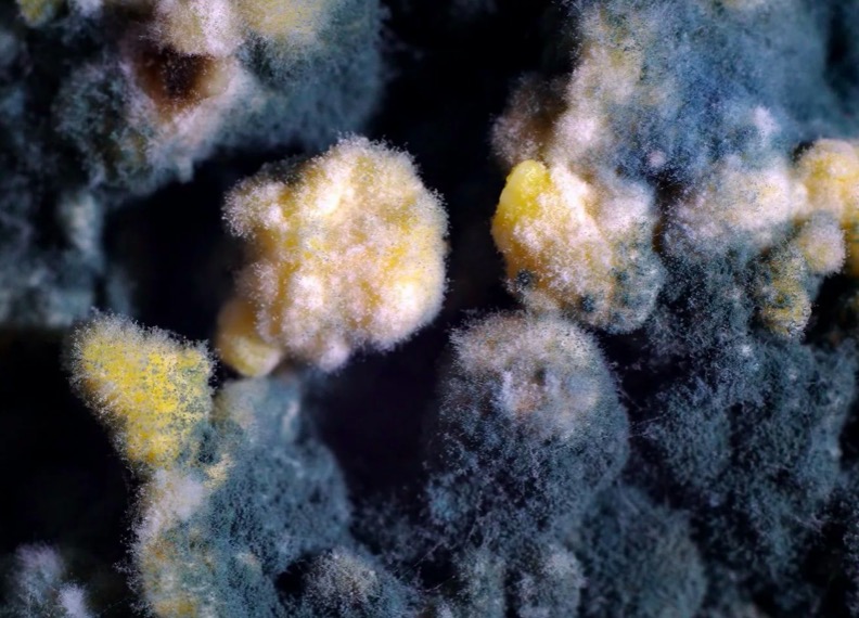 Плесень Плесневый грибок